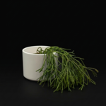 Rhipsalis houlletiana 4"