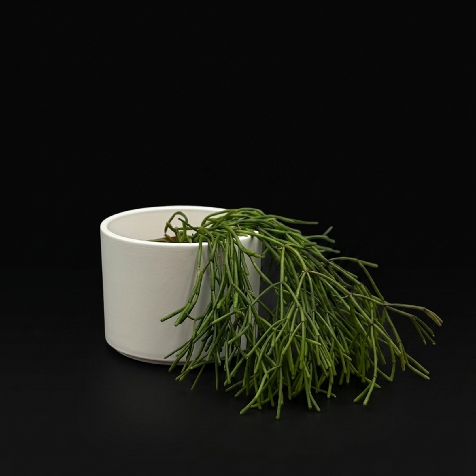 Rhipsalis houlletiana 4"