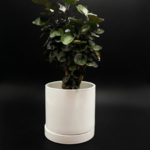 Aralia Fabian stump 6''