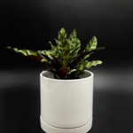 Calathea rattlesnake 6''