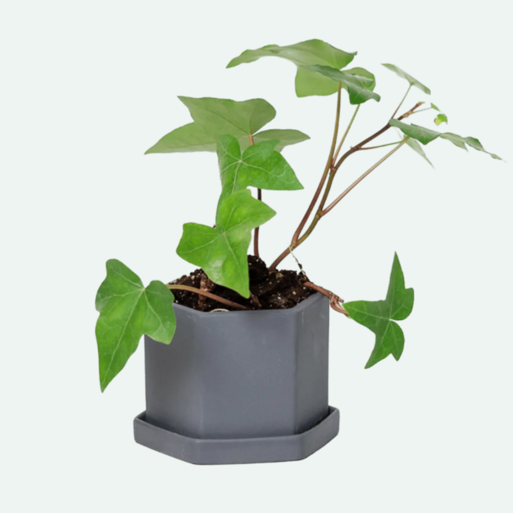 Pot avec assiette Hexi