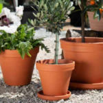 Pot terre cuite