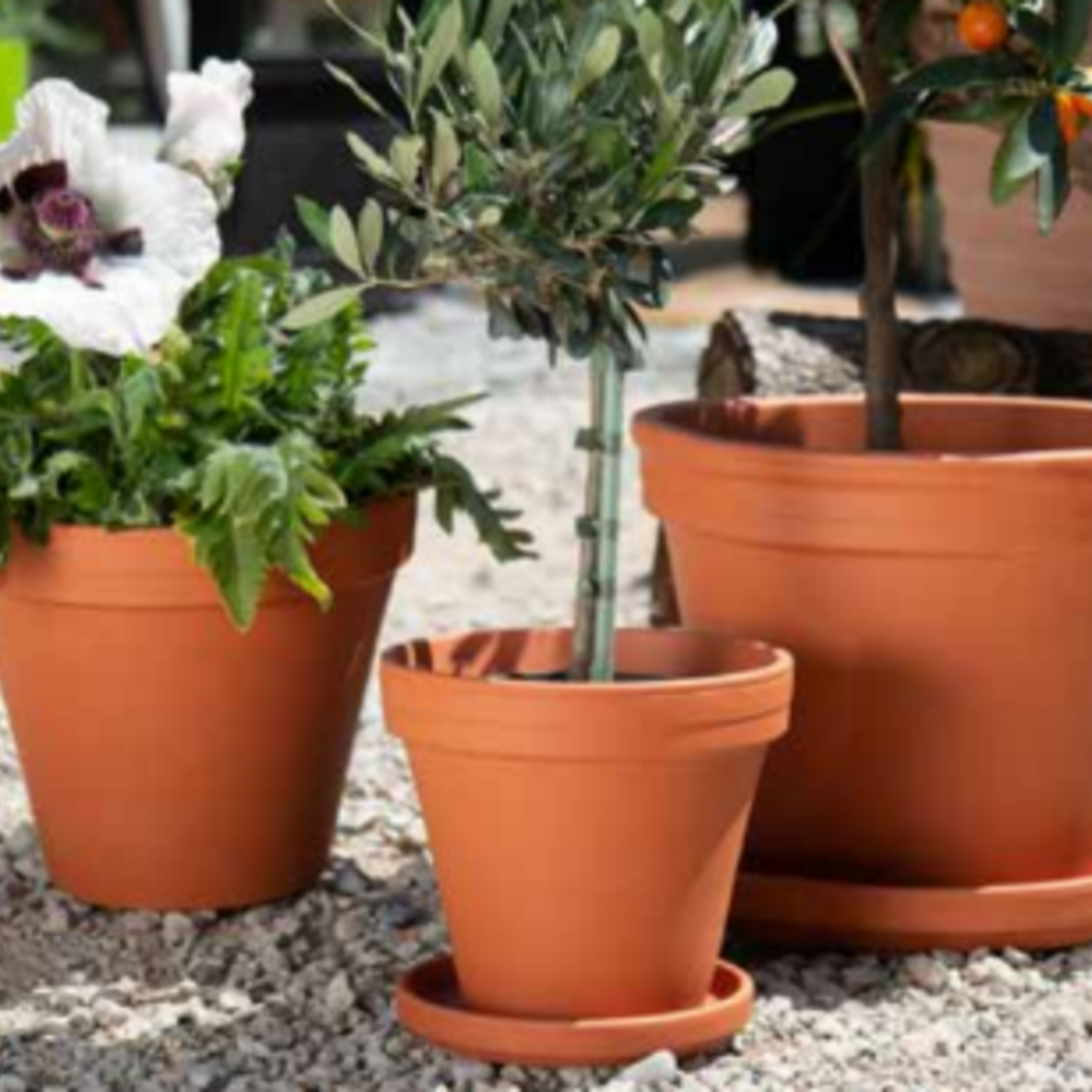 Pot terre cuite