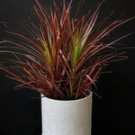 Dracaena colorama 10''