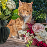 Bouquet Rouen (Ami des animaux)