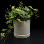 Hedera helix