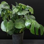 Philodendron monstera deliciosa