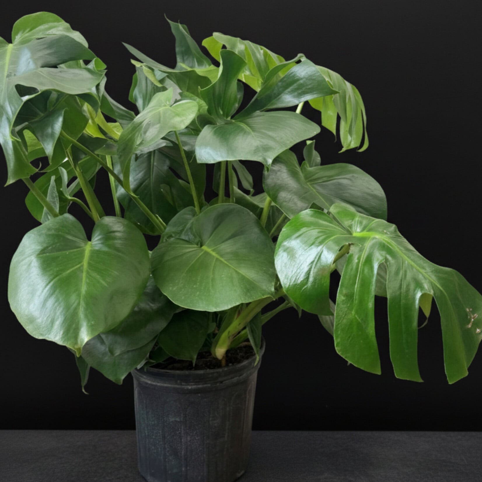 Philodendron monstera deliciosa