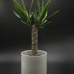 Yucca