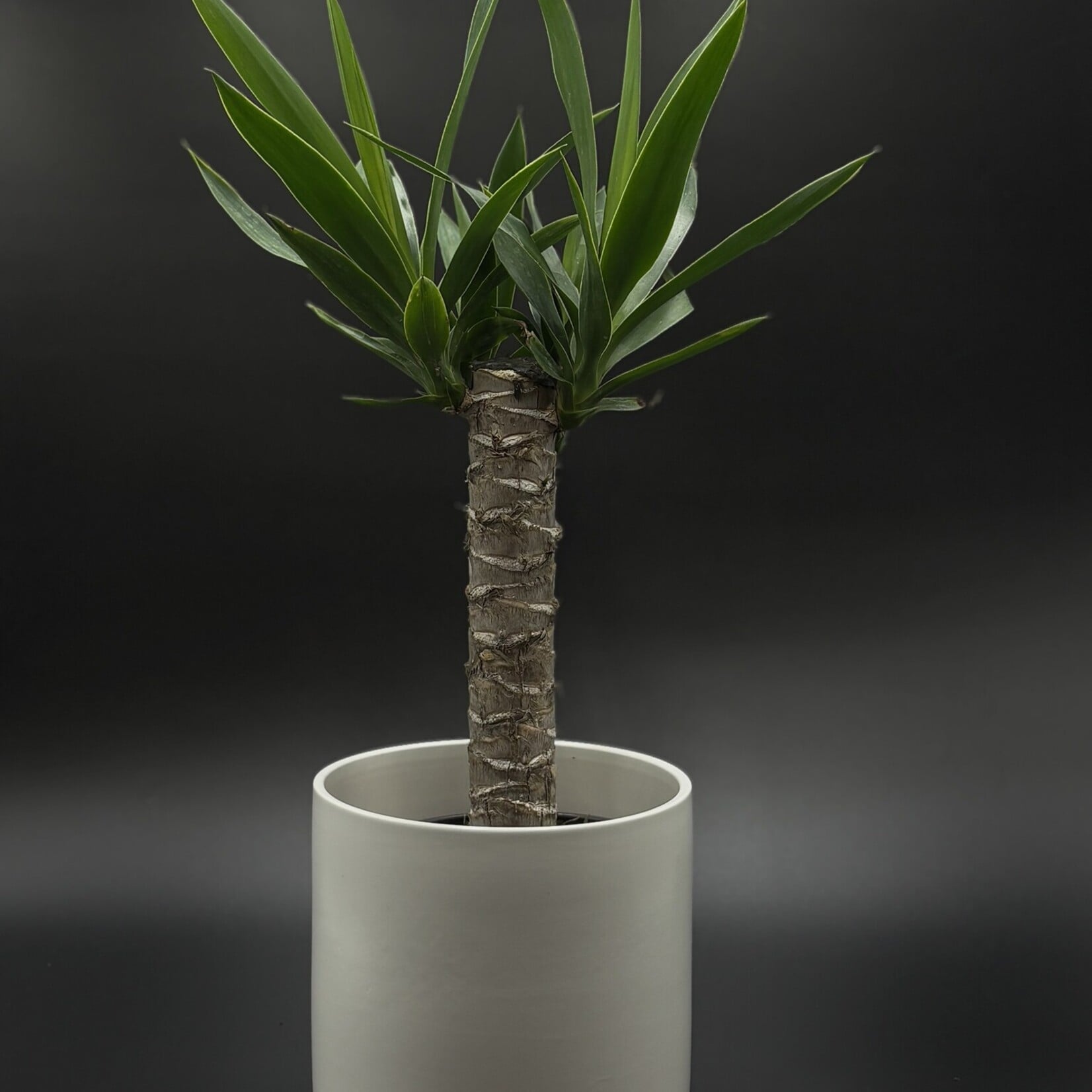 Yucca gigantea - Yucca