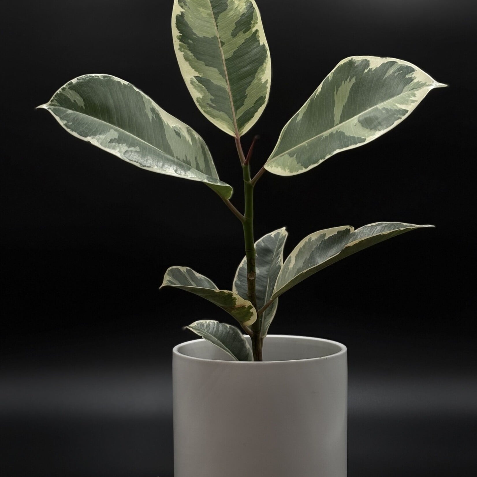 Ficus elastica ‘Tineke’ – Caoutchouc panaché