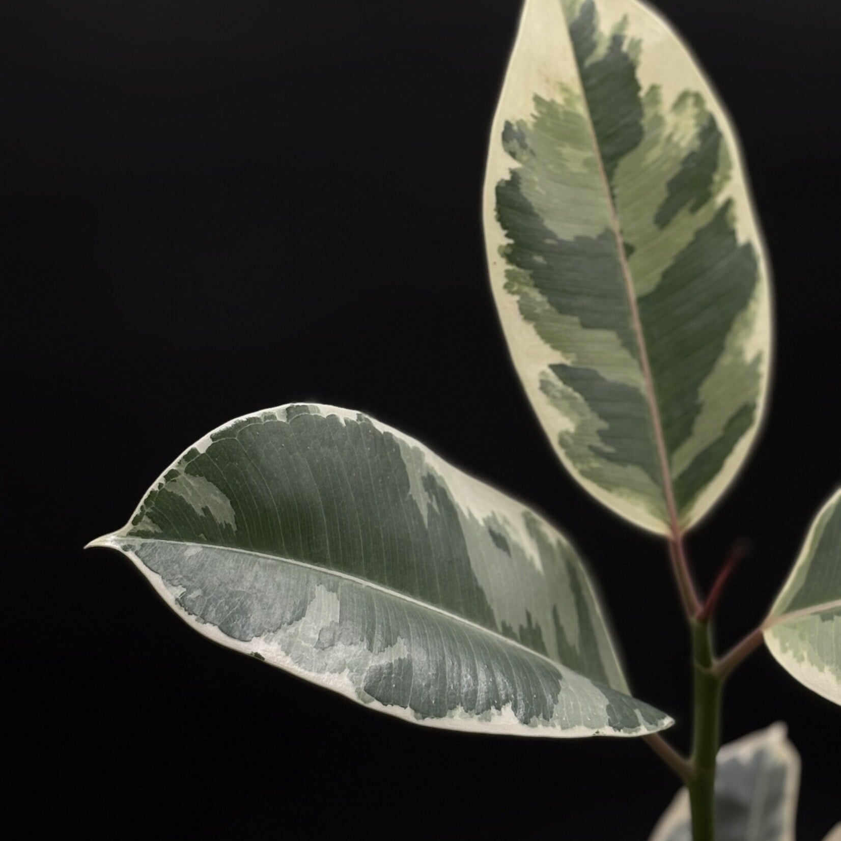 Ficus elastica ‘Tineke’ – Caoutchouc panaché