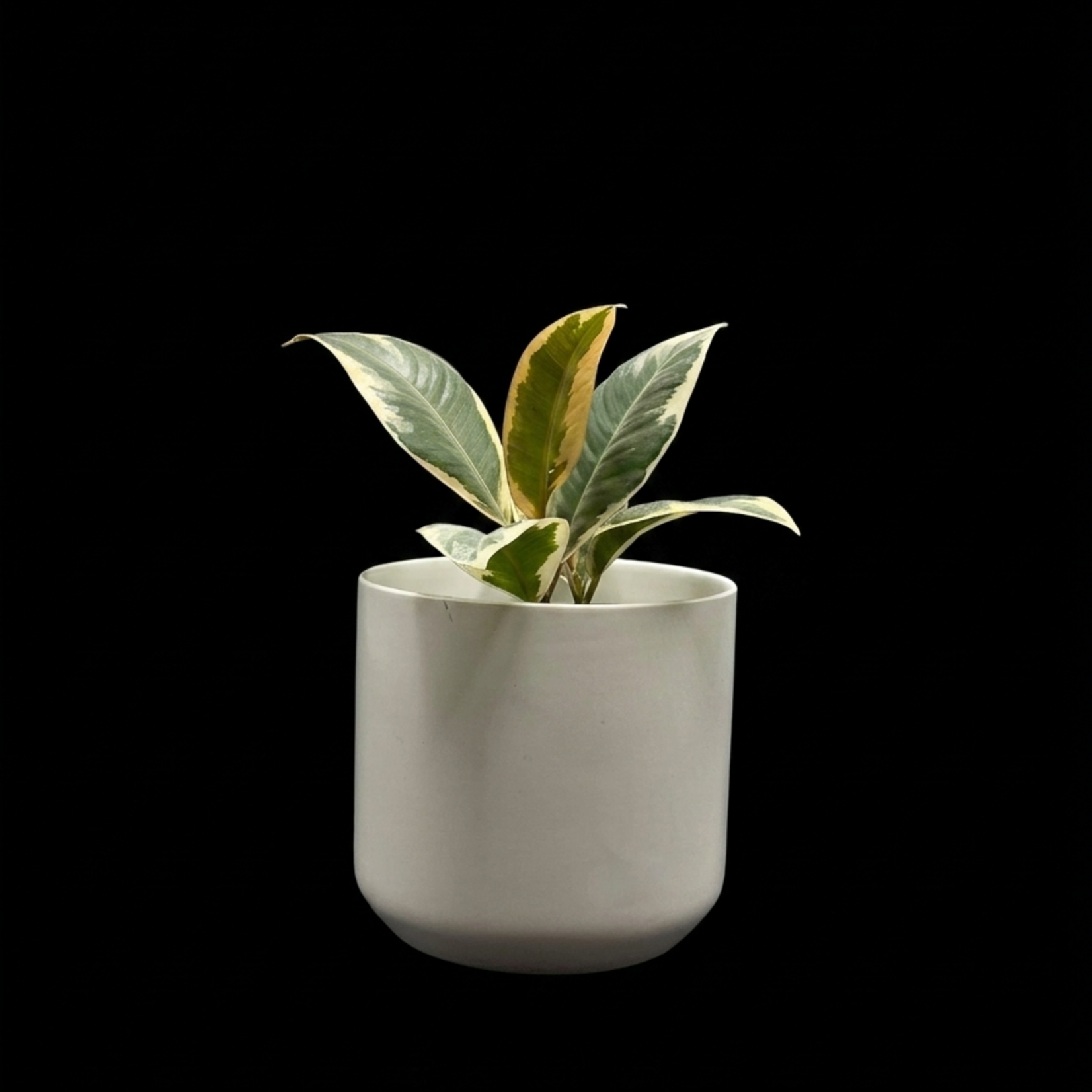 Ficus elastica ‘Tineke’ – Caoutchouc panaché
