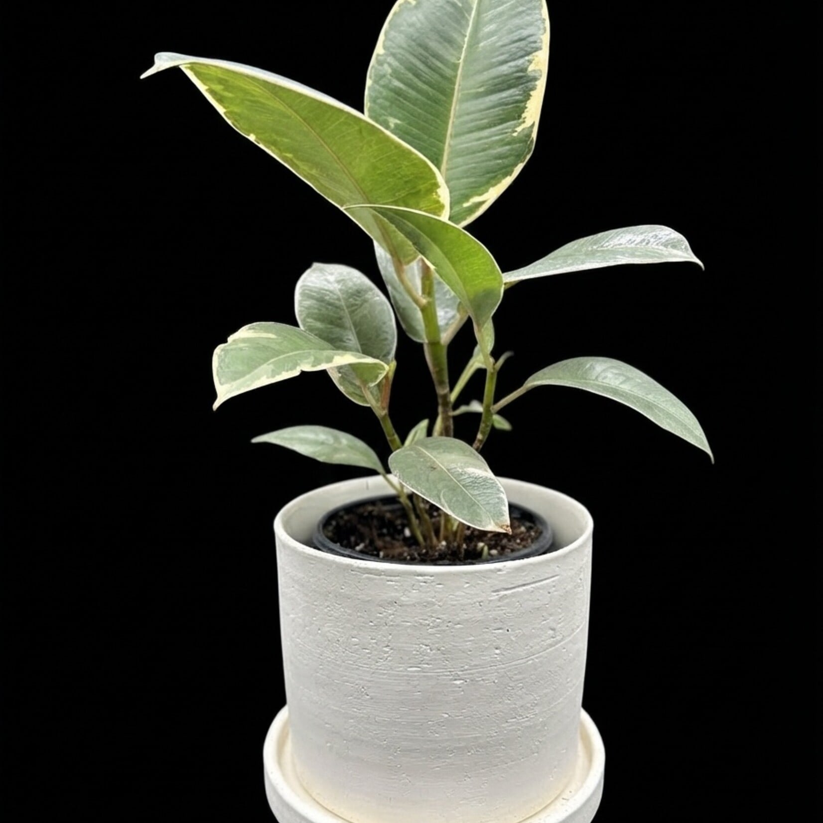 Ficus elastica ‘Tineke’ – Caoutchouc panaché