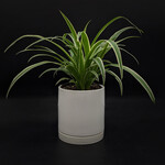 Chlorophytum comosum