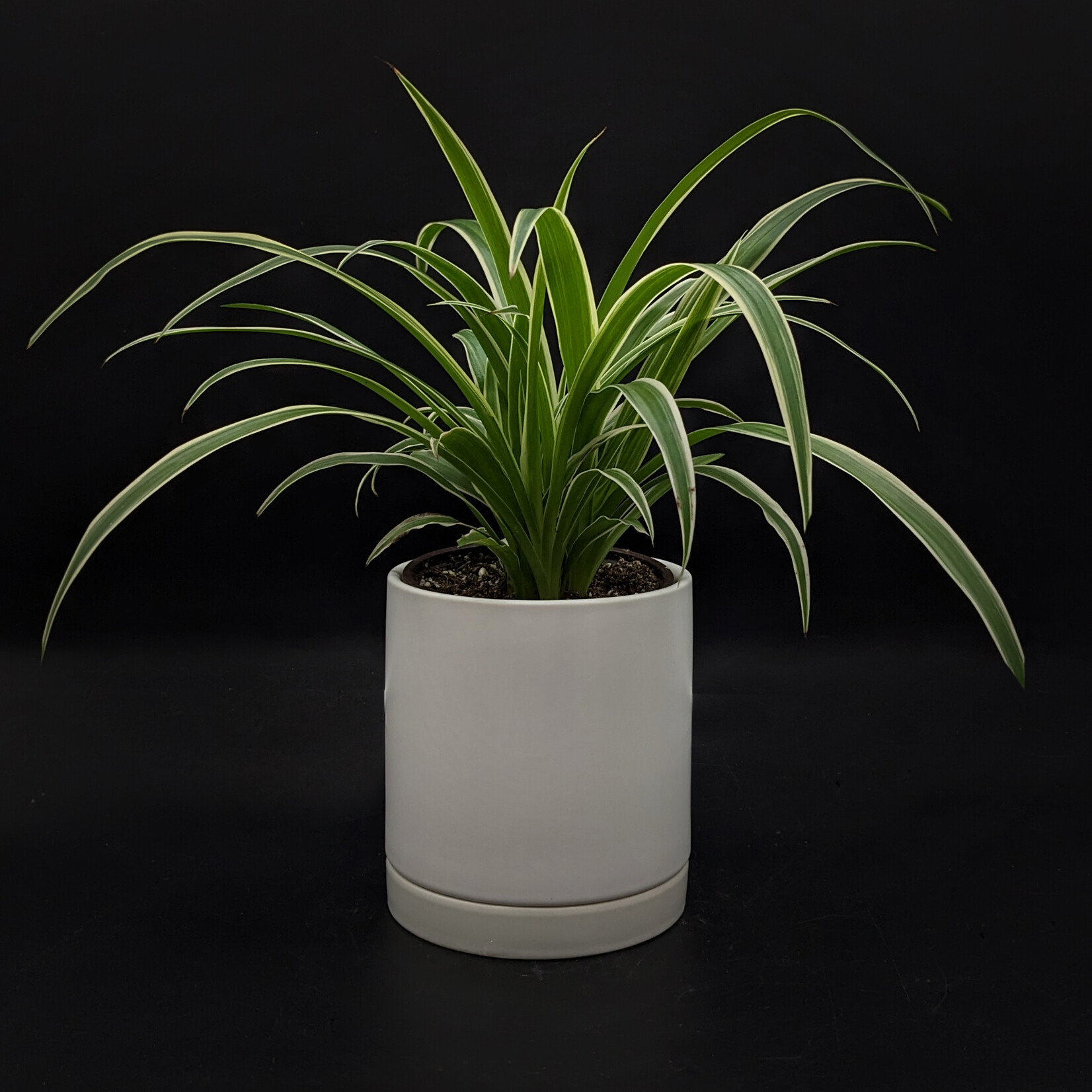 Chlorophytum comosum – Plante-araignée