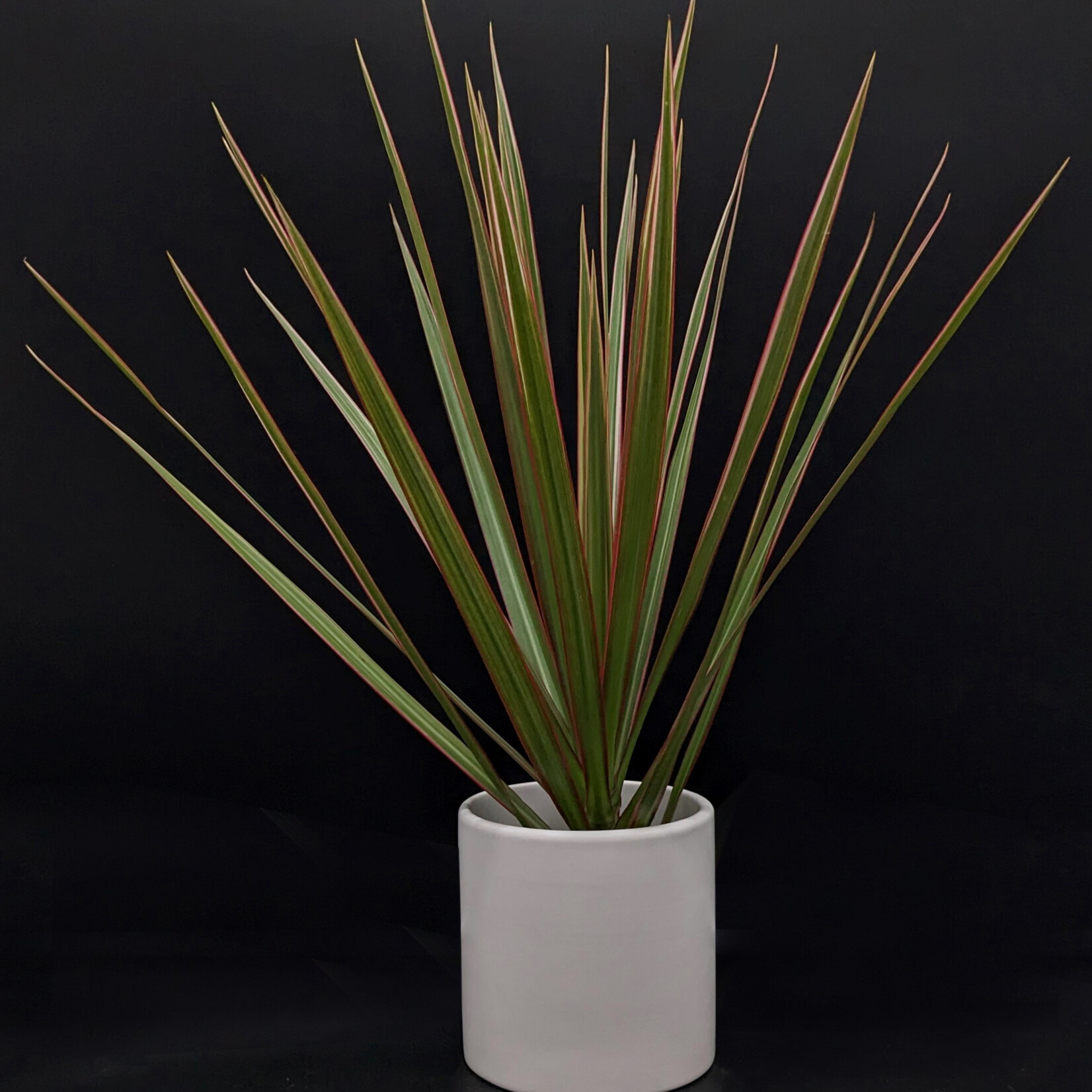 Dracaena marginata ‘Bicolor’ – Dragonnier bicolore