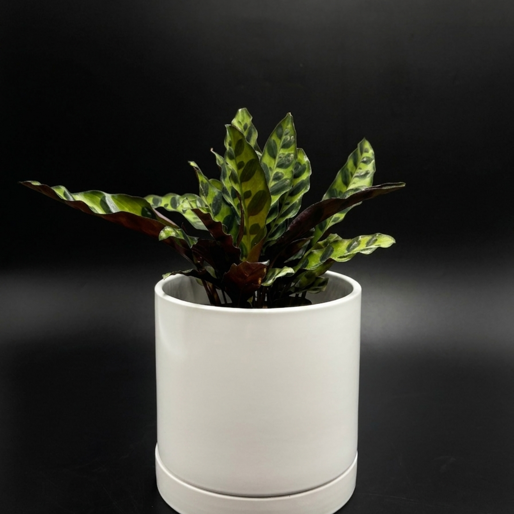 Calathea lancifolia – Plante Rattlesnake