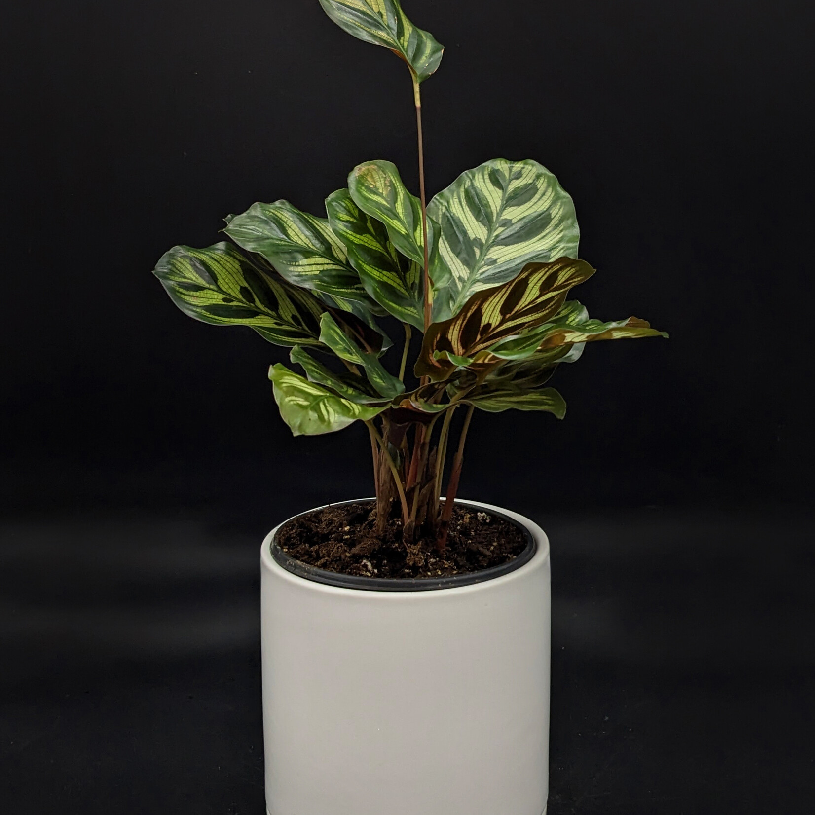 Calathea makoyana – Plante paon
