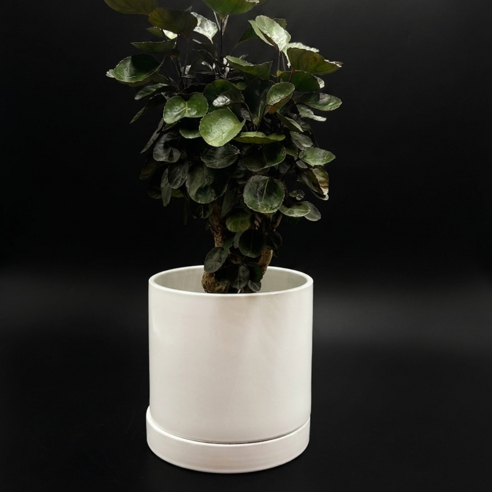 Aralia ‘Fabian’ – Polyscias scutellaria ‘Fabian’