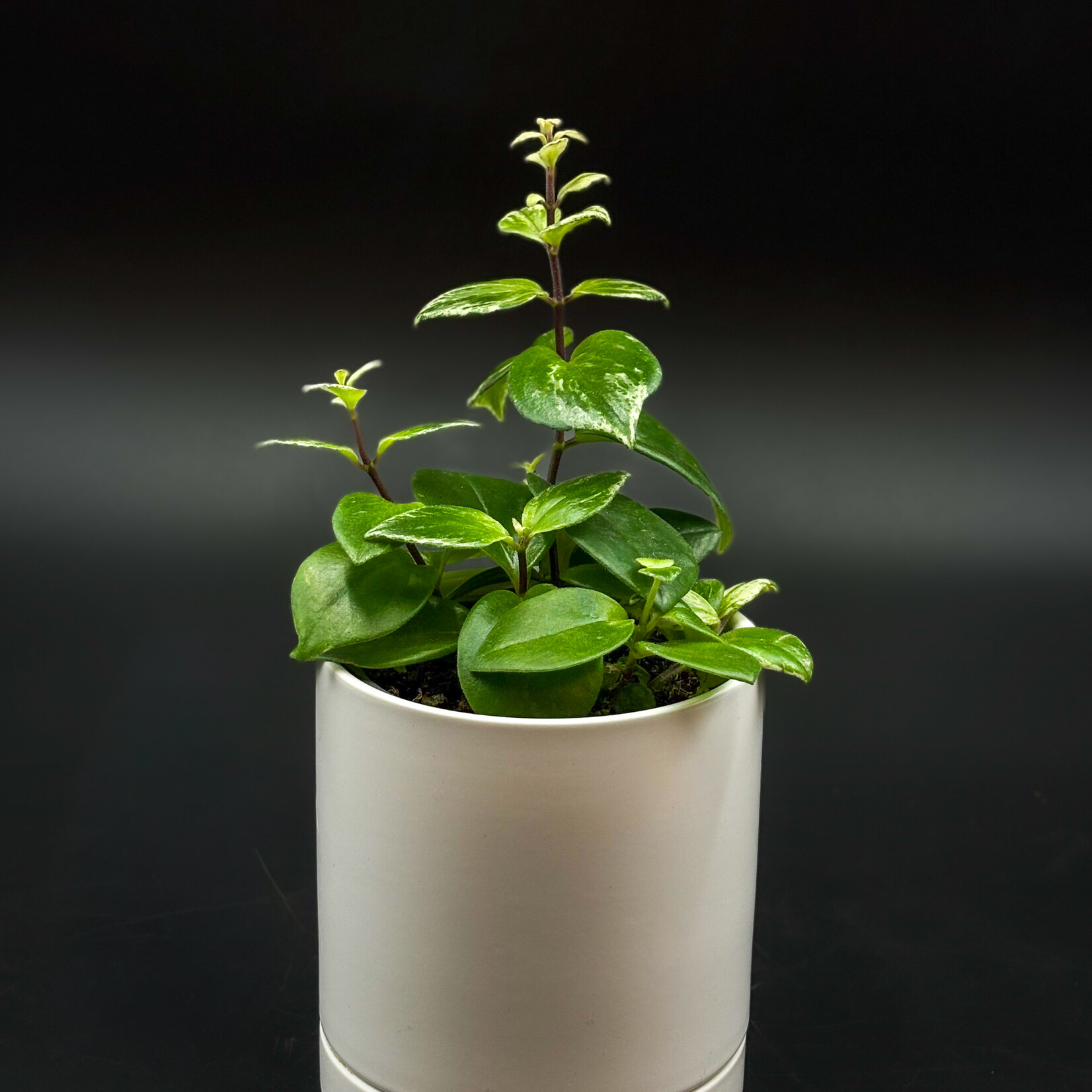 Aeschynanthus ‘Mona Lisa’ – Lipstick Plant