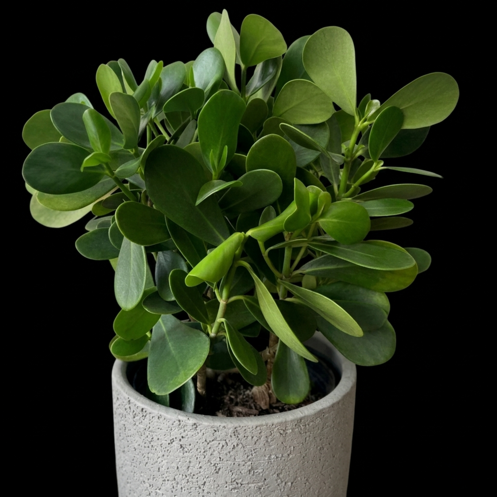 Clusia guttifera – Small-Leaf Clusia