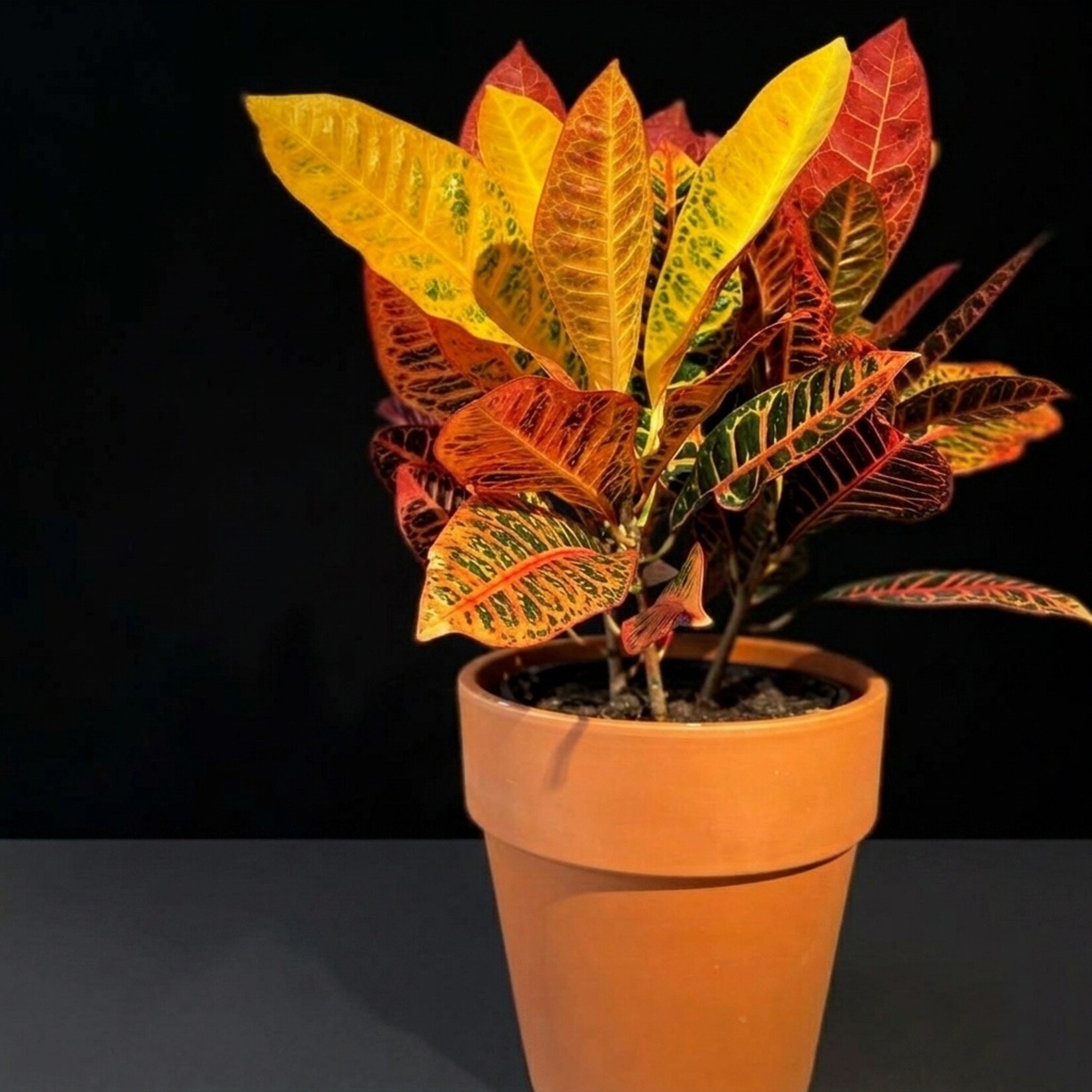 Croton ‘Petra’ – Codiaeum variegatum ‘Petra’