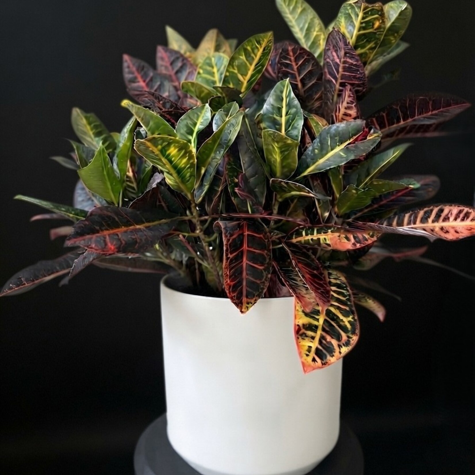Croton ‘Petra’ – Codiaeum variegatum ‘Petra’