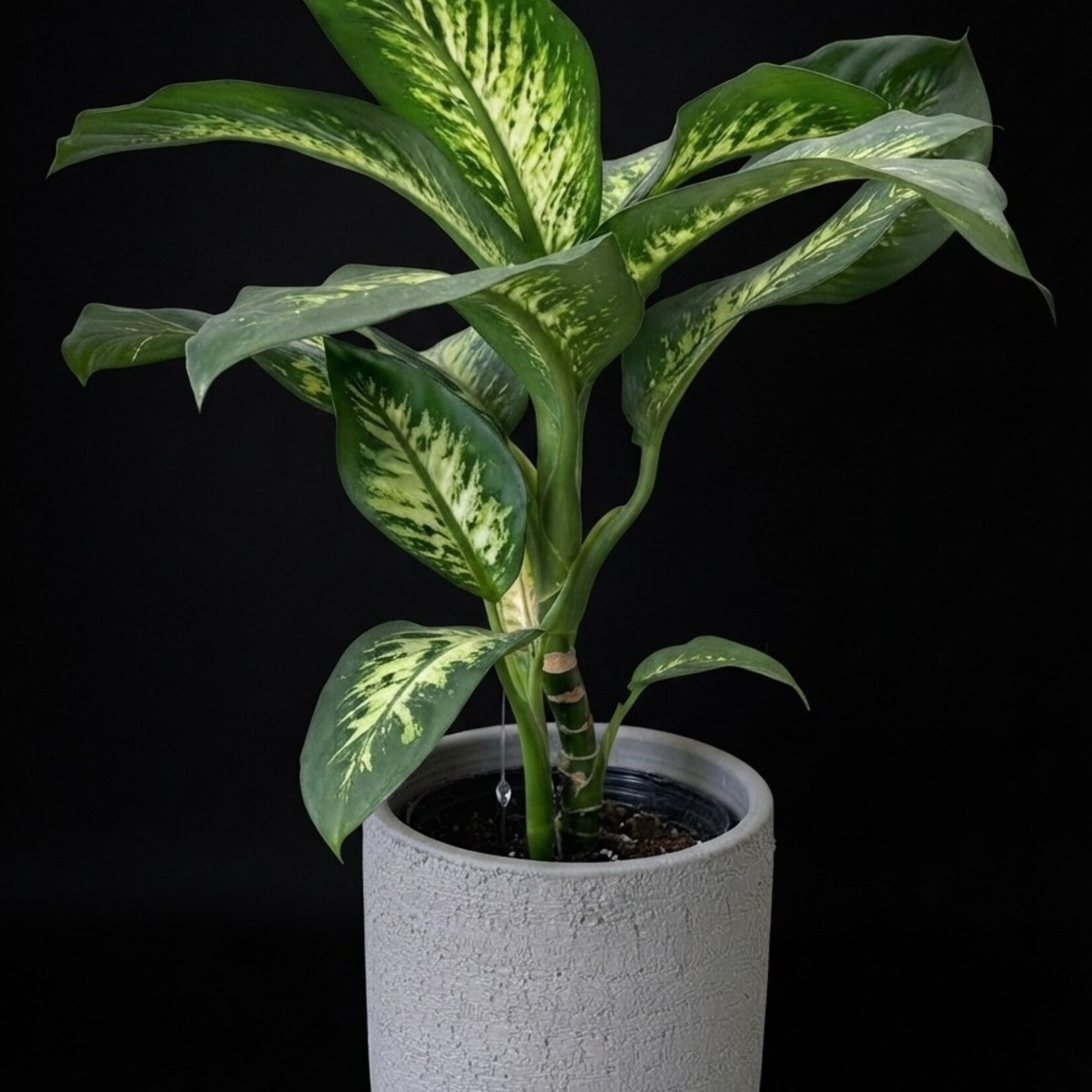Dieffenbachia ‘Tropic Snow’ – Dieffenbachia panaché