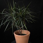 Dracaena marginata