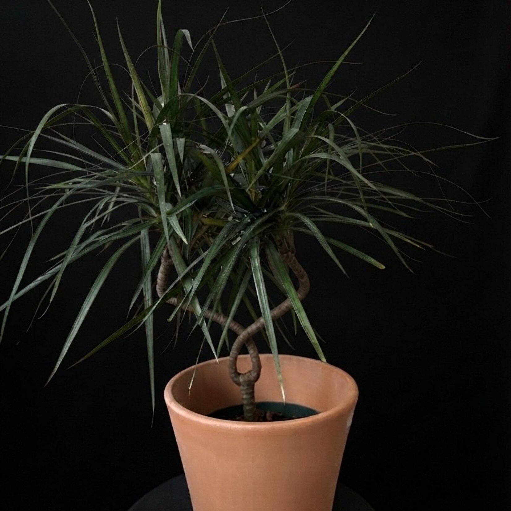 Dracaena marginata – Dragonnier de Madagascar