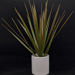 Dracaena marginata ‘Bicolor’