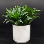 Dracaena fragrans ‘Compacta’
