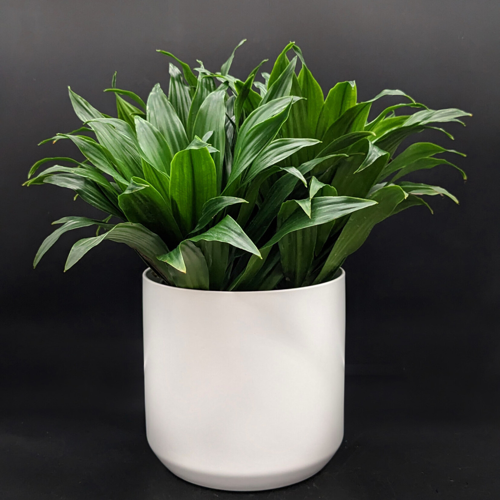 Dracaena fragrans ‘Compacta’ – Dragonnier compact