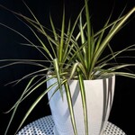 Dracaena marginata ‘Kiwi’