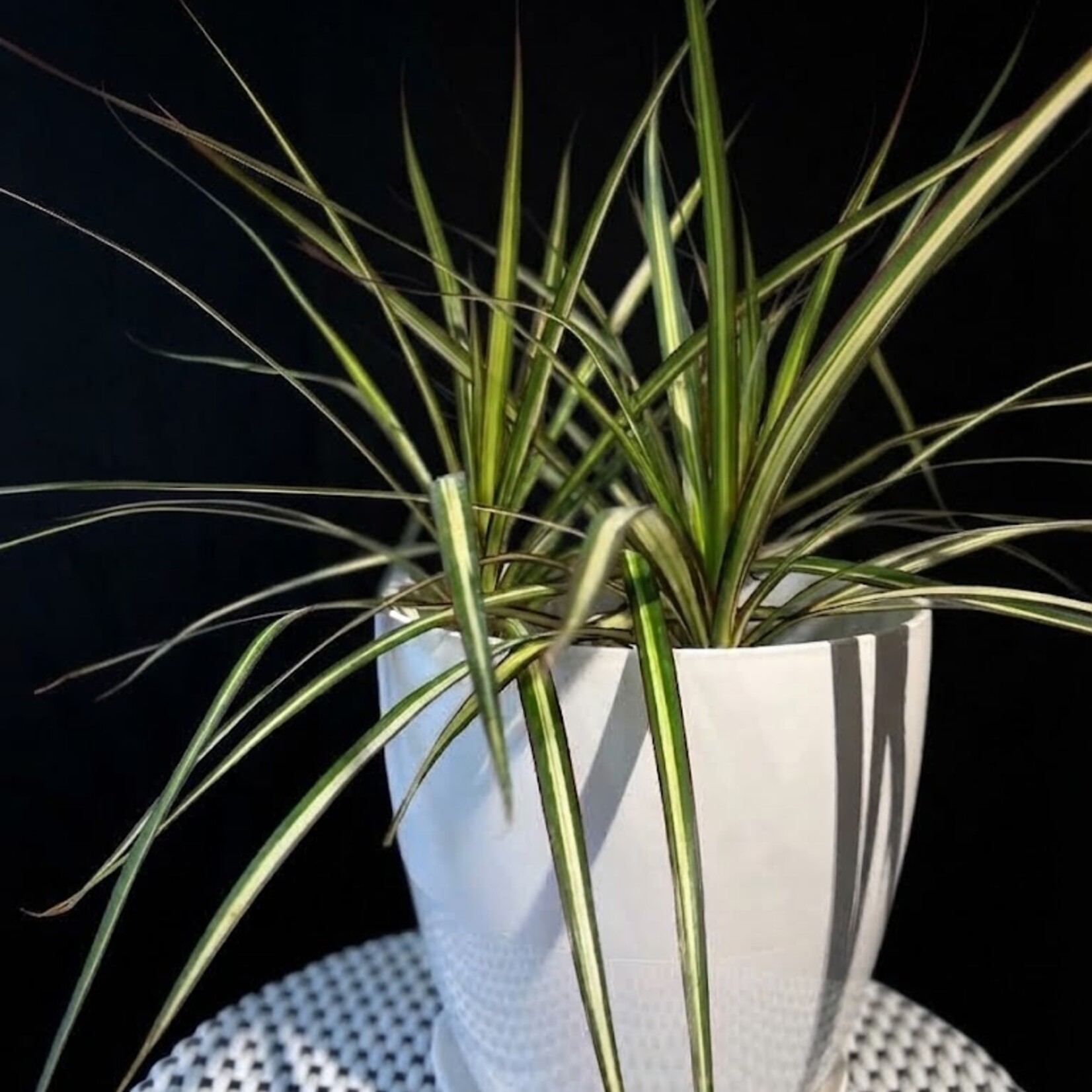 Dracaena marginata ‘Kiwi’ – Dragonnier panaché