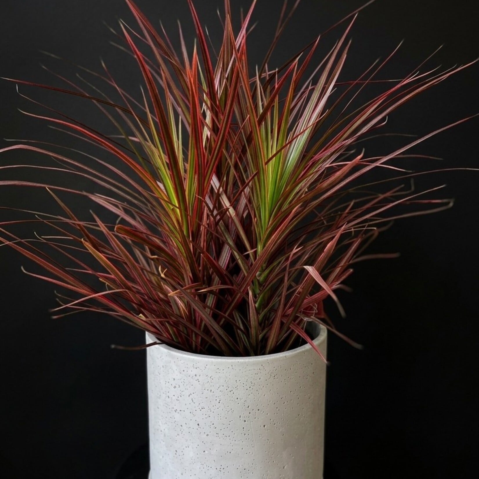 Dracaena marginata ‘Colorama’ – Dragonnier rose panaché