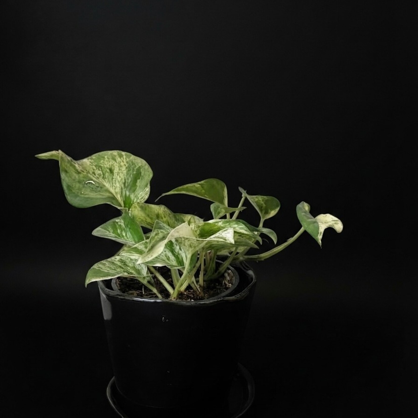 Epipremnum aureum ‘Marble Queen’ – Pothos Marble Queen