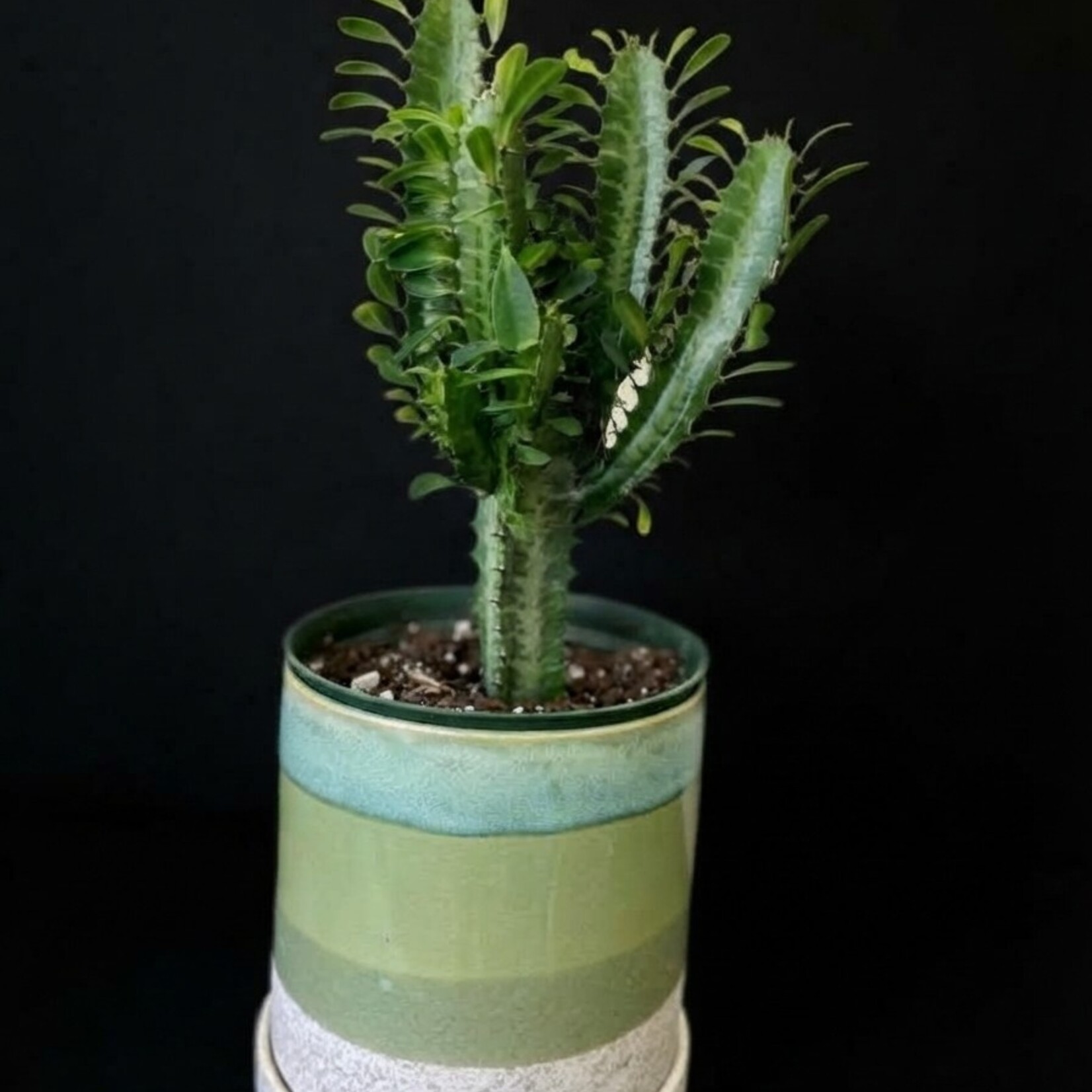 Euphorbia trigona – Euphorbe trigone