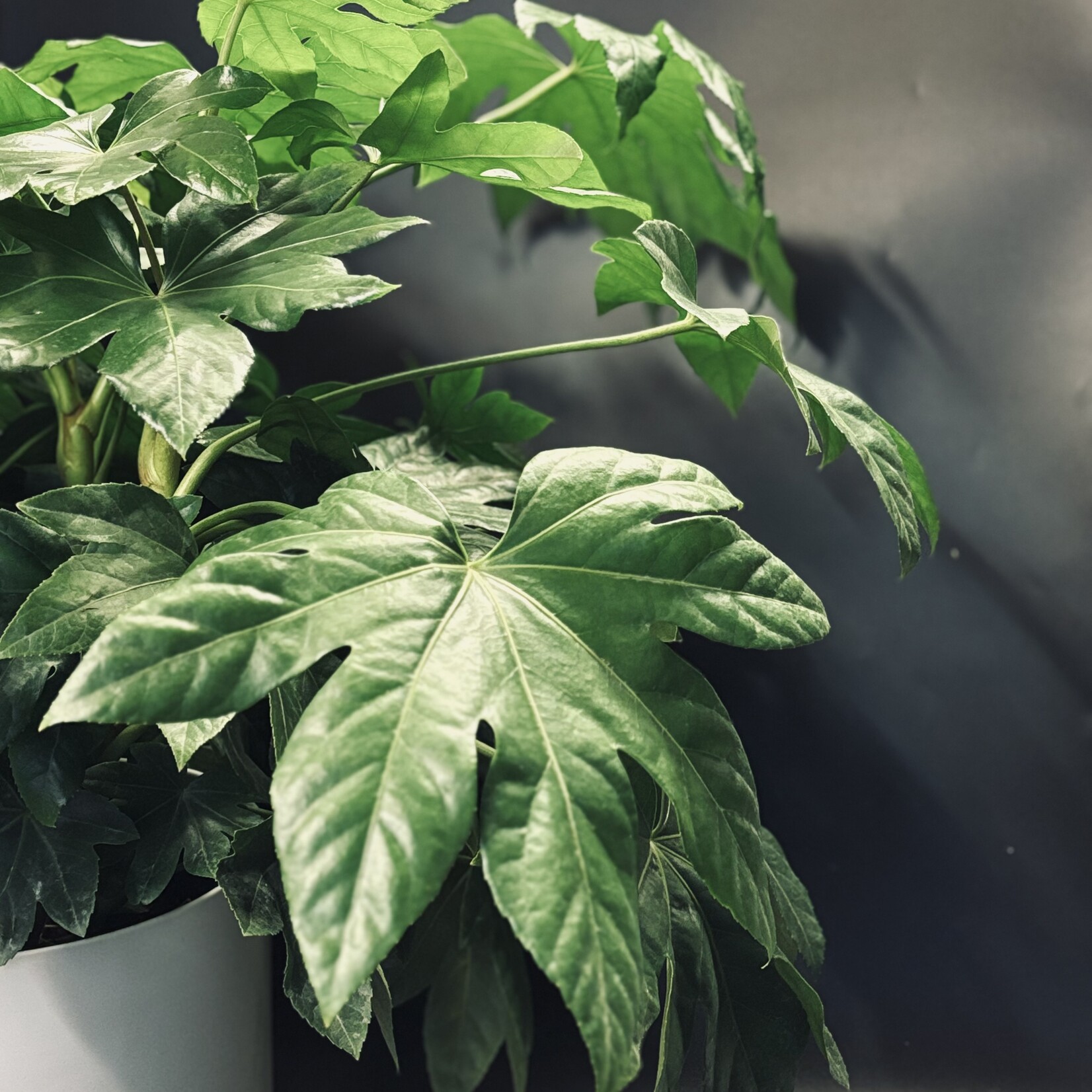 Fatsia japonica – Aralia du Japon