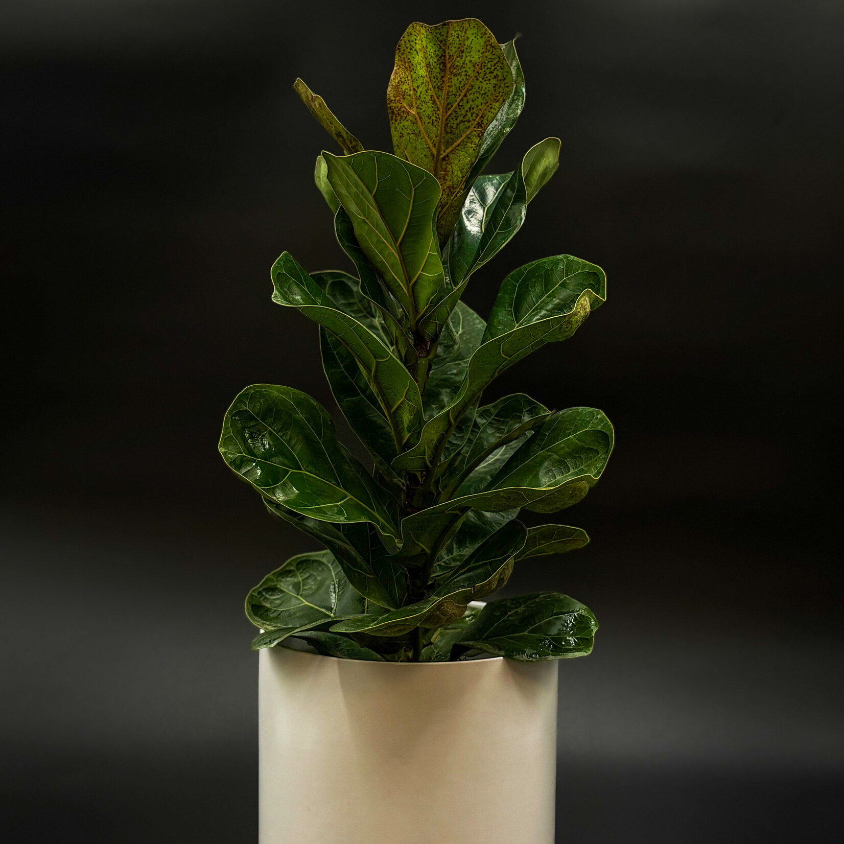 Ficus lyrata – Fiddle Leaf Fig