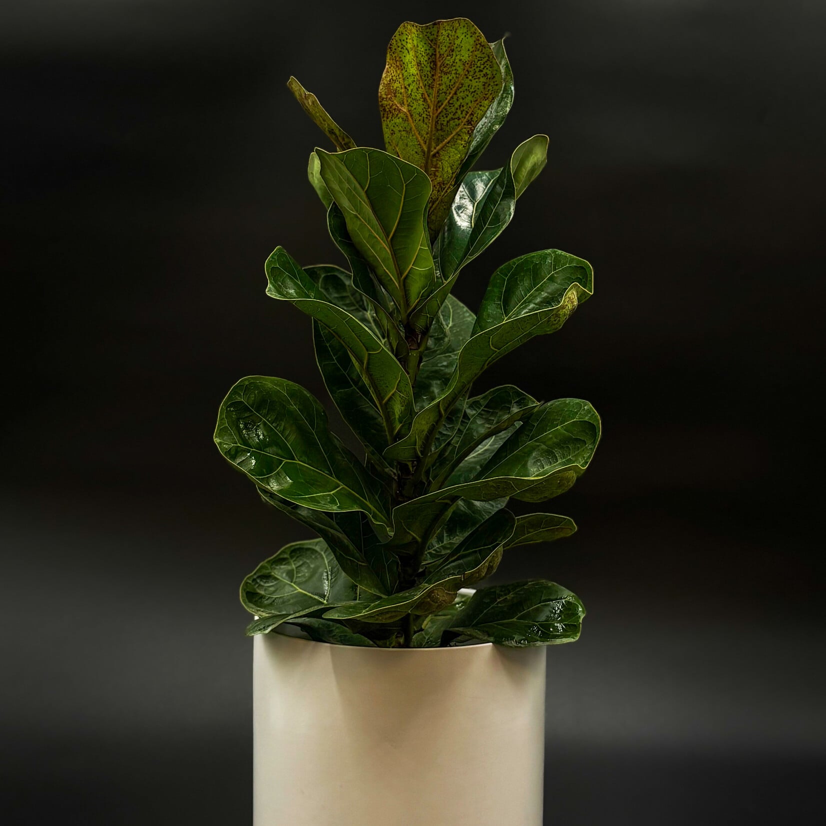 Ficus lyrata – Figuier lyre