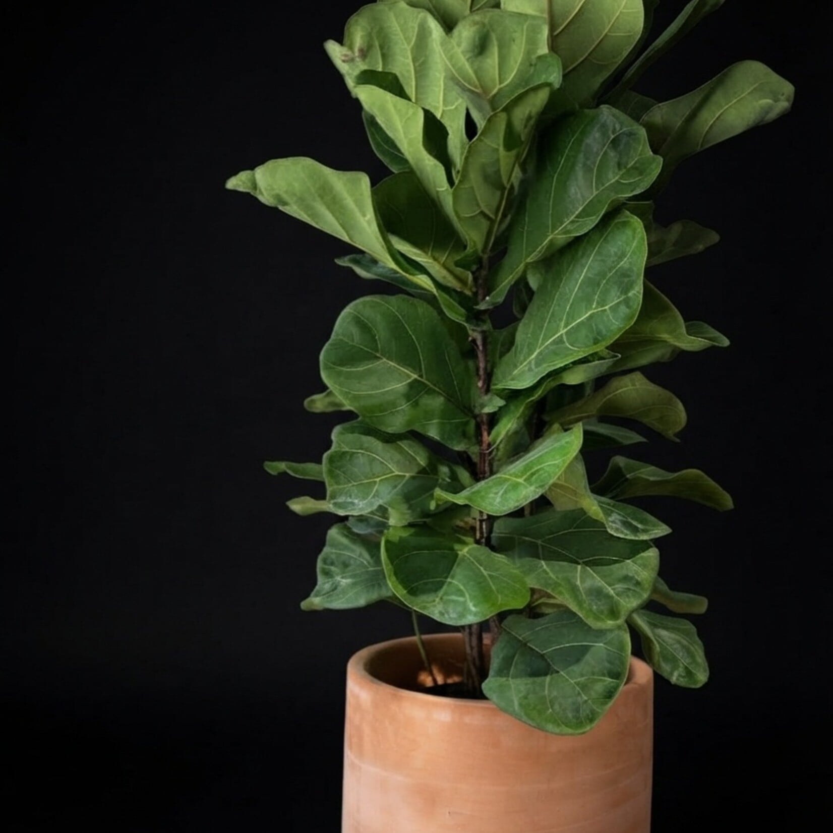 Ficus lyrata – Figuier lyre