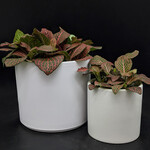 Fittonia – Assorted Varieties
