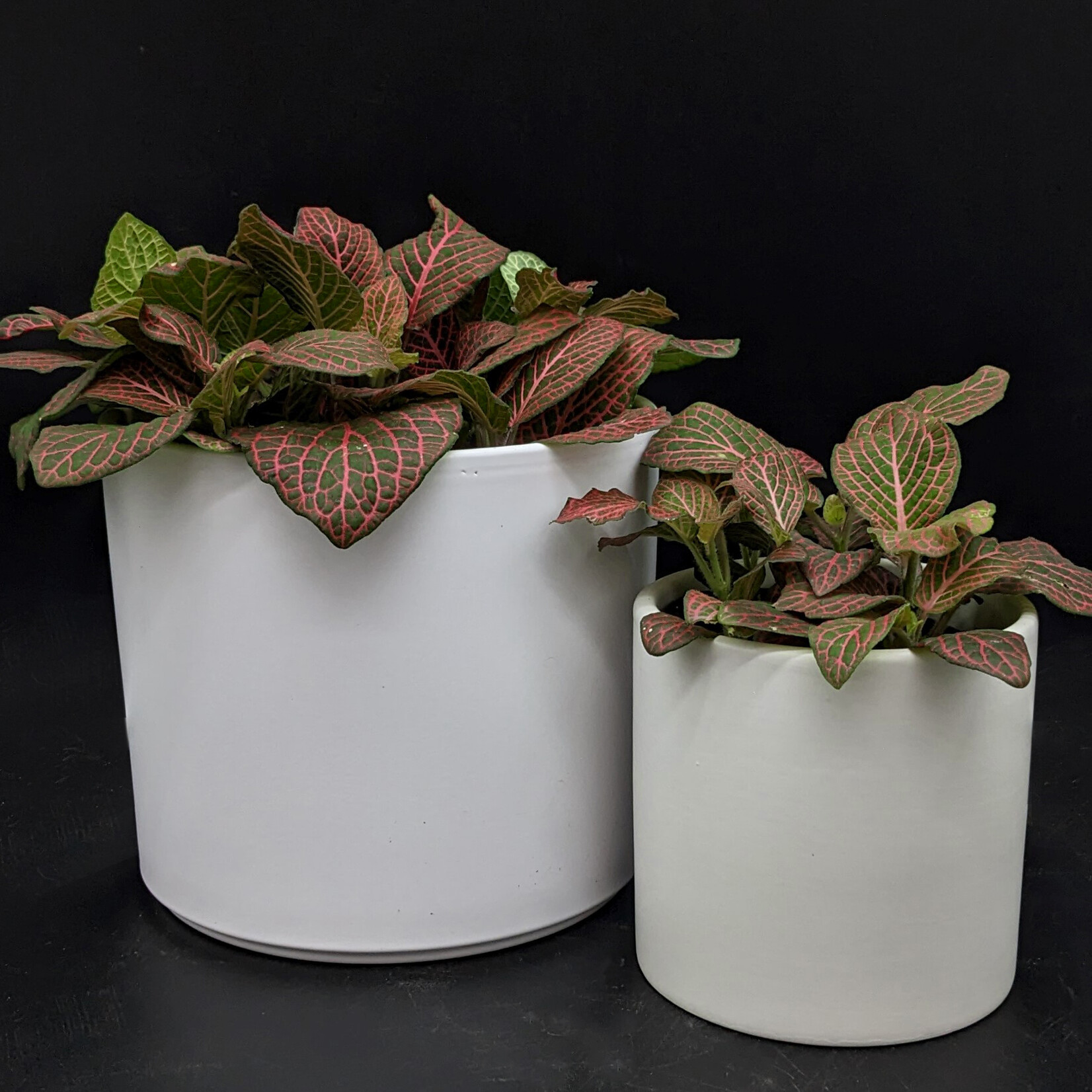 Fittonia – Variétés assorties