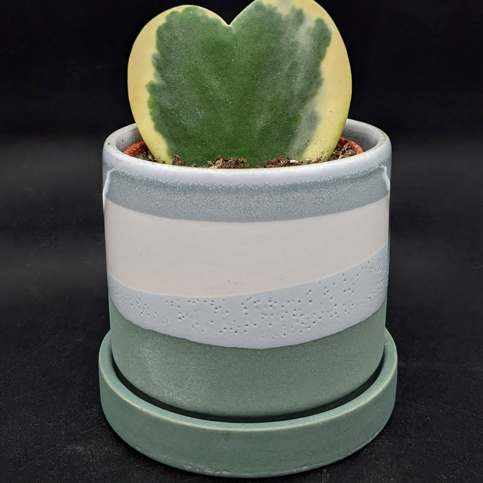 Marsolais - plantes Hoya kerrii – Hoya cœur