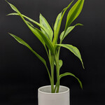 Dracaena sanderiana
