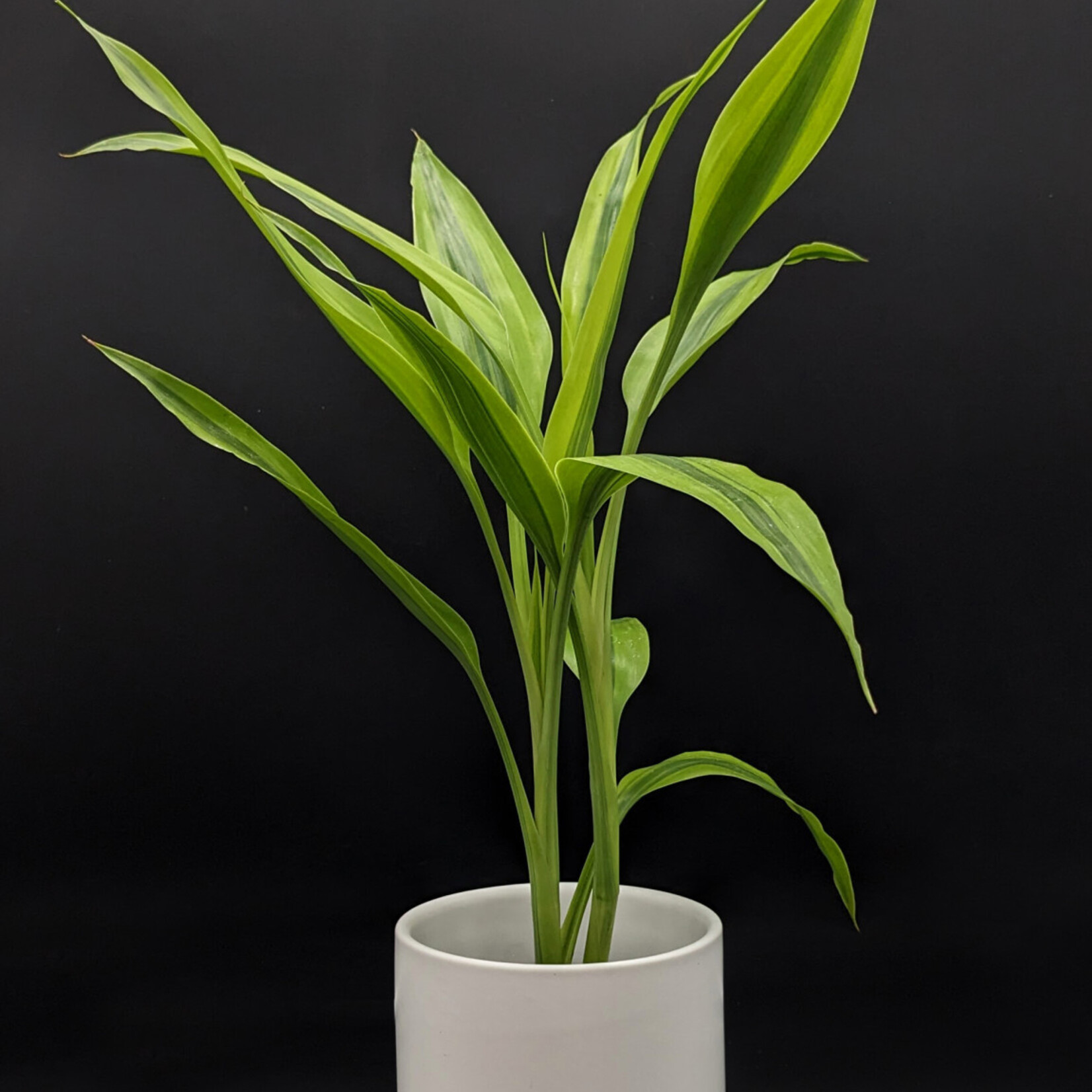 Dracaena sanderiana – Dracaena sanderiana