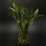 Dracaena sanderiana – Lucky Bamboo
