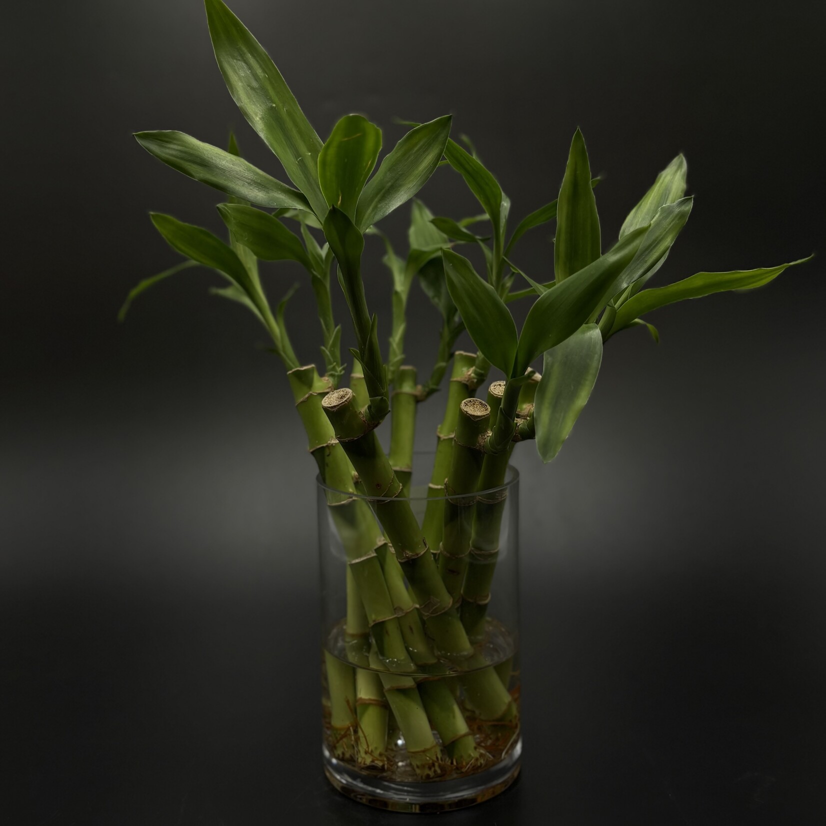 Dracaena sanderiana – Lucky Bamboo